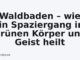Waldbaden – wie ein Spaziergang im Grünen Körper und Geist heilt